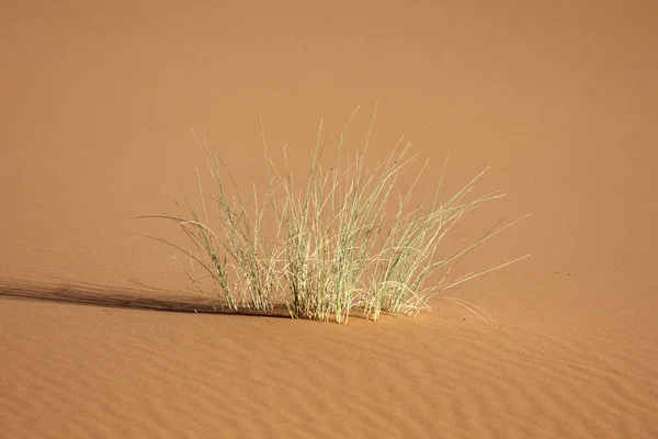 Пустеля 24 — стокове фото