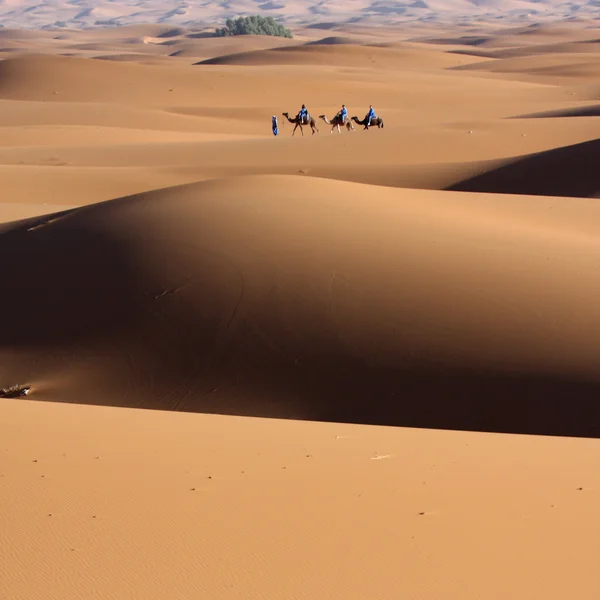 Woestijn 23 — Stockfoto
