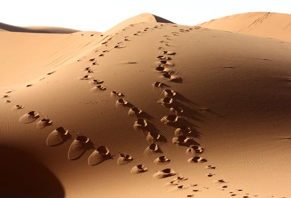 Пустеля 20 — стокове фото