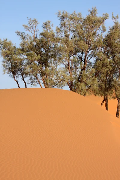 Пустыня 19 — стоковое фото
