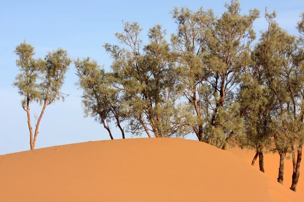 Пустыня 18 — стоковое фото
