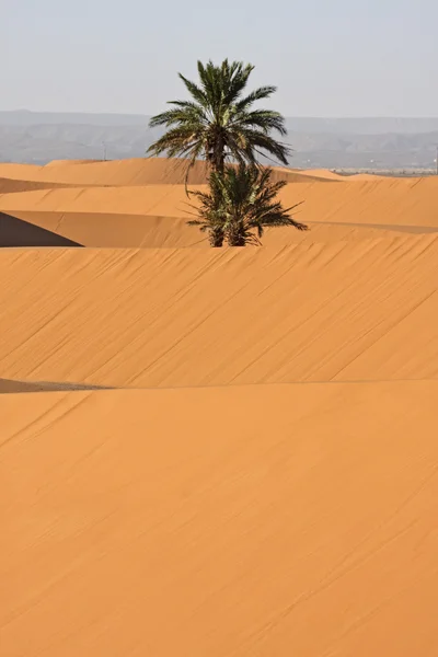 砂漠の 17 — ストック写真