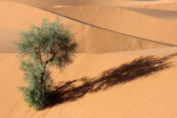 Albero del deserto — Foto Stock