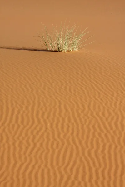 沙漠 14 — 图库照片
