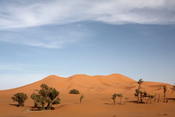 10 사막 — 스톡 사진