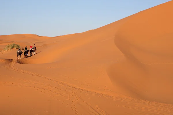 3 사막 — 스톡 사진