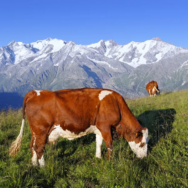 stock image Mountain cow square