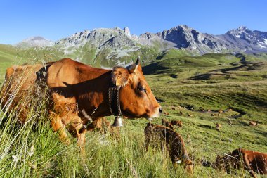 Cow mountain and blue sky clipart