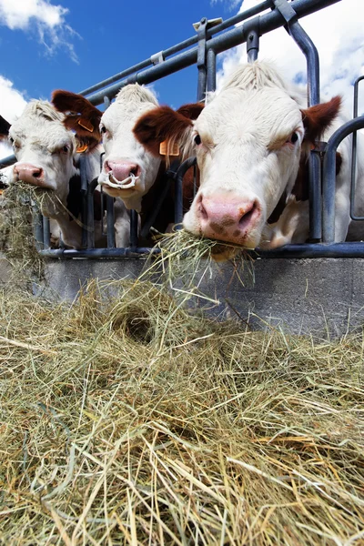 Eating hay — Stock Photo, Image