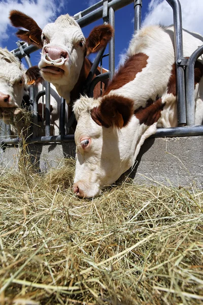 牛や藁 — ストック写真