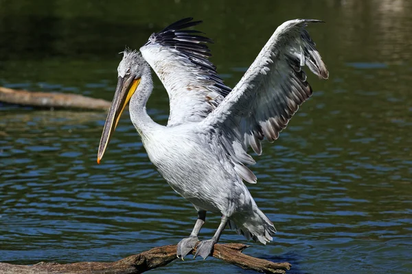 Pelikan skrzydła — Zdjęcie stockowe