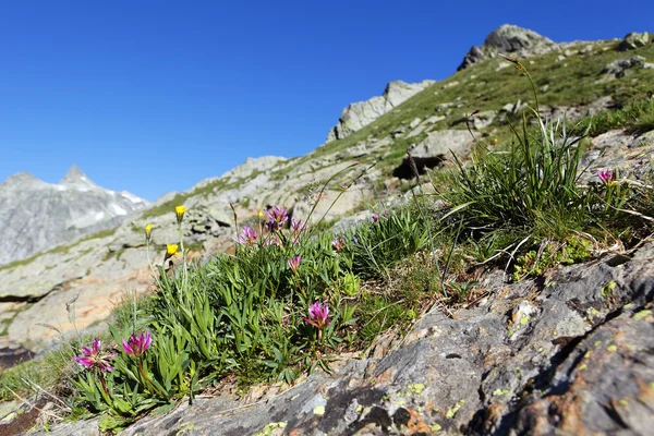 Kwiaty górskie — Zdjęcie stockowe