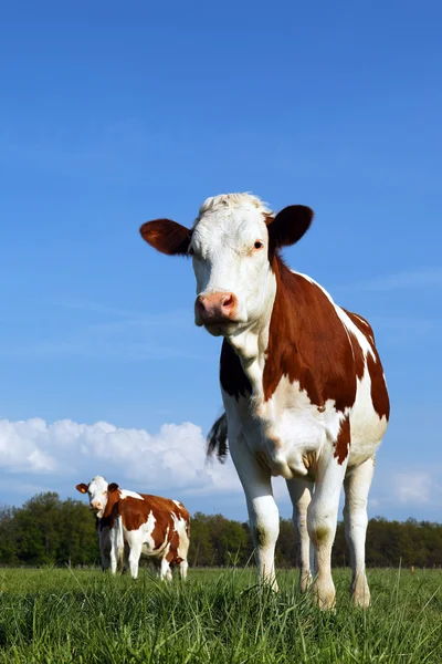 Terreno de vacas — Foto de Stock
