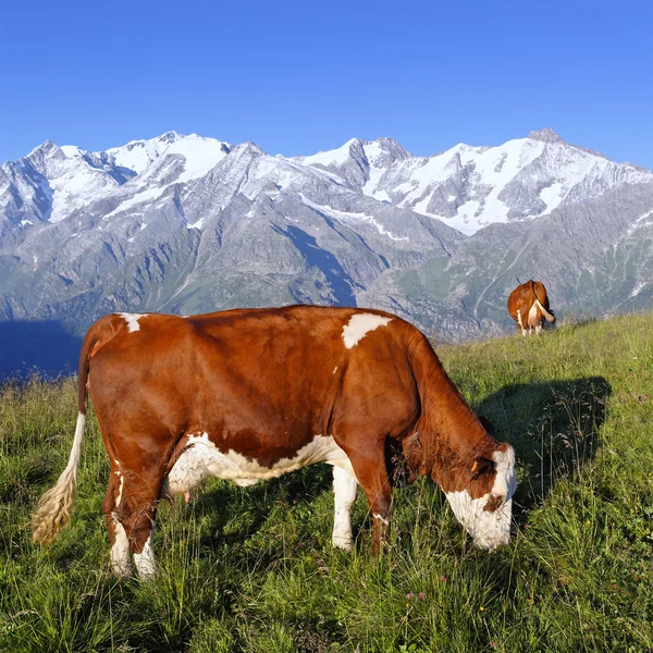 Plaza de vaca de montaña — Foto de Stock