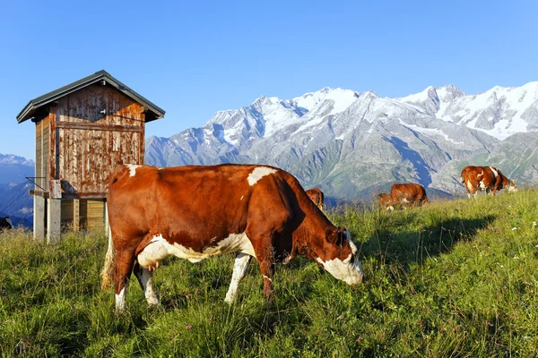 Alp inek — Stok fotoğraf