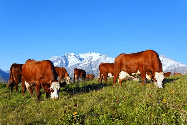 Vacas alpinas —  Fotos de Stock