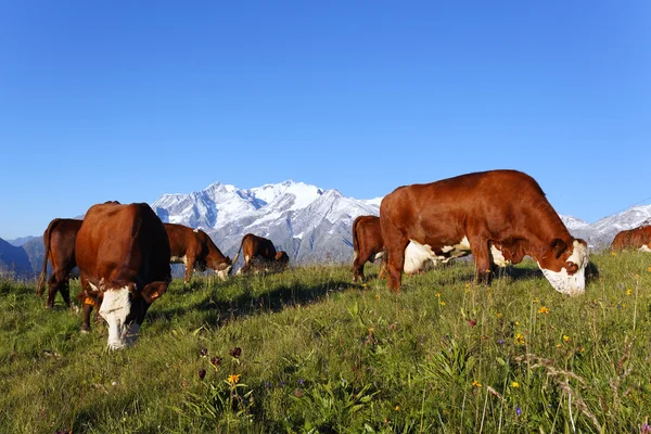 Vaca da montanha e céu azul — Fotografia de Stock