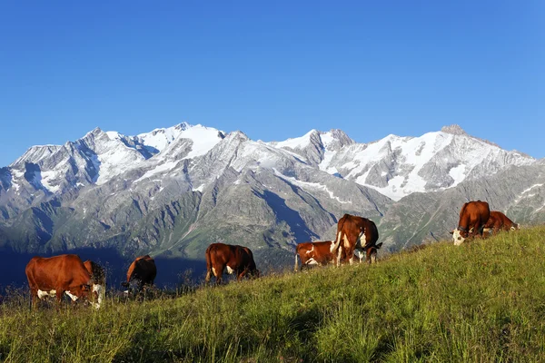 Berg-koeien — Stockfoto