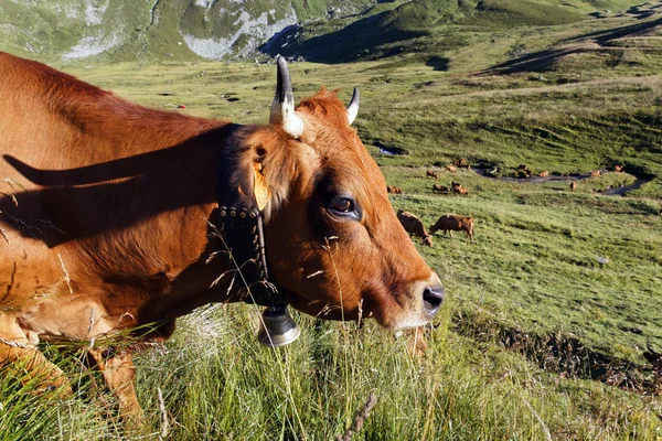 Espíritu de vaca de montaña — Foto de Stock