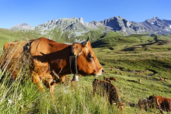 Коровья гора и голубое небо — стоковое фото