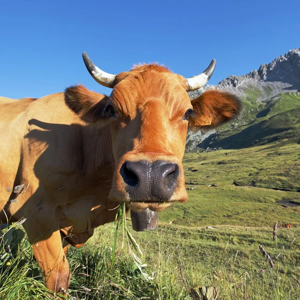 Горная корова — стоковое фото