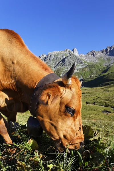 Висоту корови — стокове фото