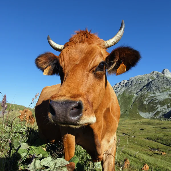 Коровья голова — стоковое фото