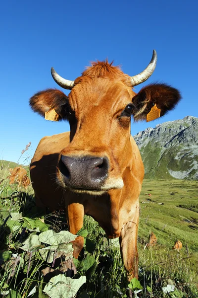 Vache de montagne — Photo