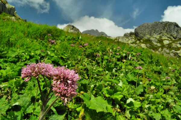 Altura Tatras — Fotografia de Stock
