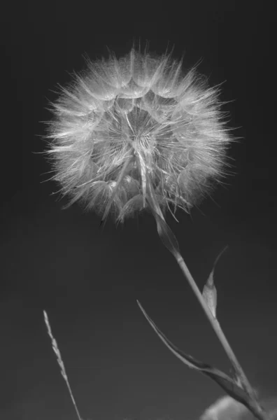 stock image Large white dandelion