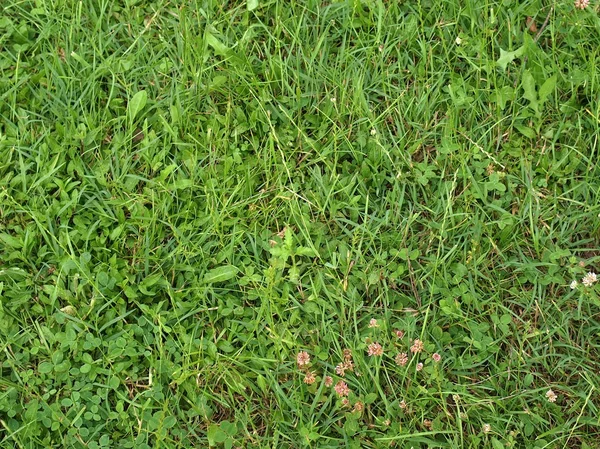 Трава луг — стокове фото