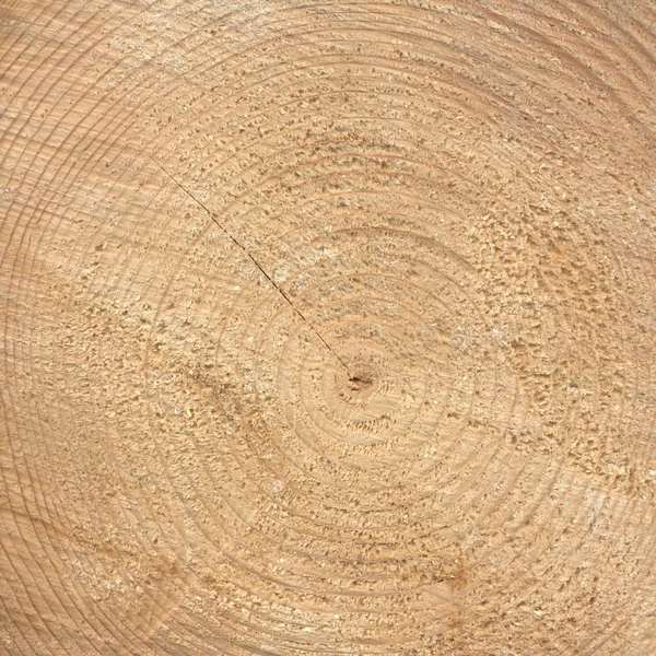 木圆环 — 图库照片