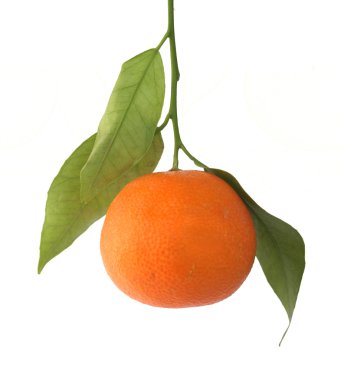 Mandarin