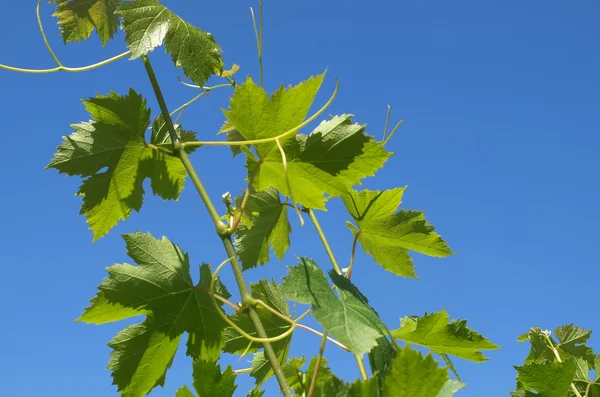 Vitis виноградна лоза — стокове фото