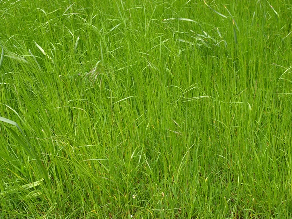 Gräs äng — Stockfoto
