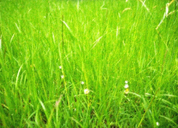 Meadow — Stock Photo, Image