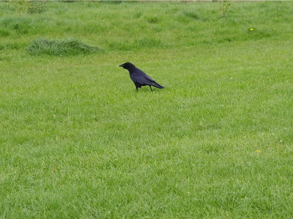 Чёрная ворона — стоковое фото
