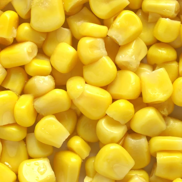 Maize corn — Stock Photo, Image