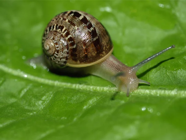 Snail slug — Stock Photo, Image