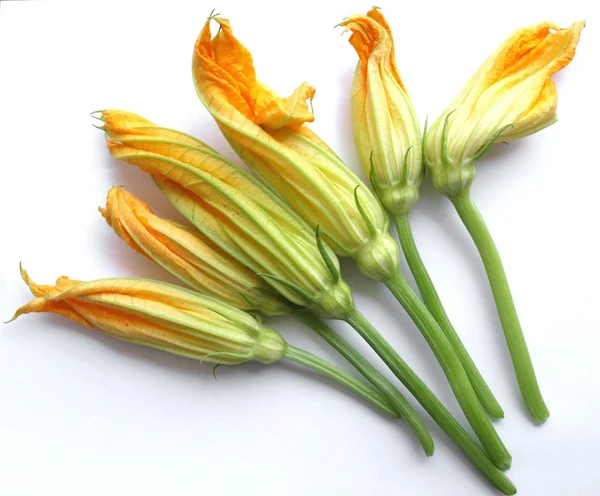 ズッキーニ ズッキーニの花 — ストック写真