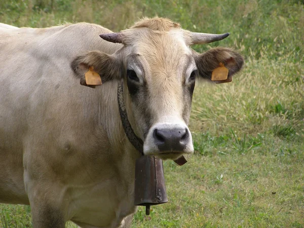 Корова — стоковое фото