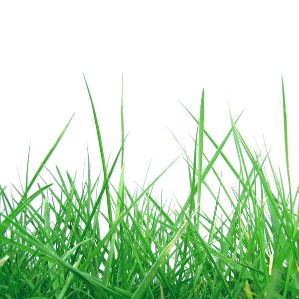 Gras weide onkruid — Stockfoto