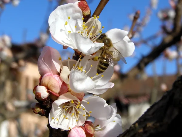 Lebah mengambil nektar dari bunga — Stok Foto