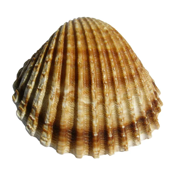 Coquille — Photo