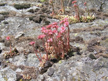 Sempervivum