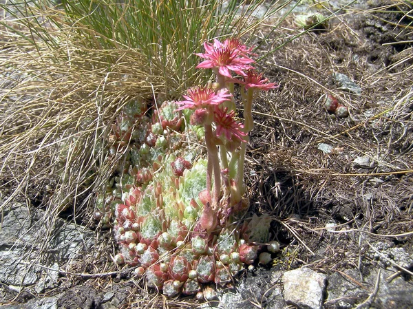 Sempervivum