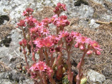 Sempervivum