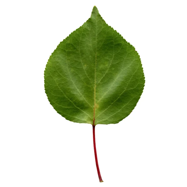 살구 잎 — 스톡 사진