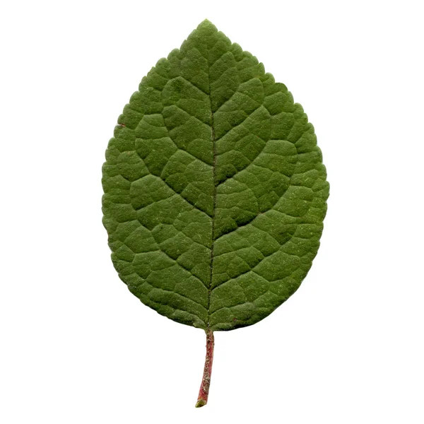 Roślinę liść — Zdjęcie stockowe