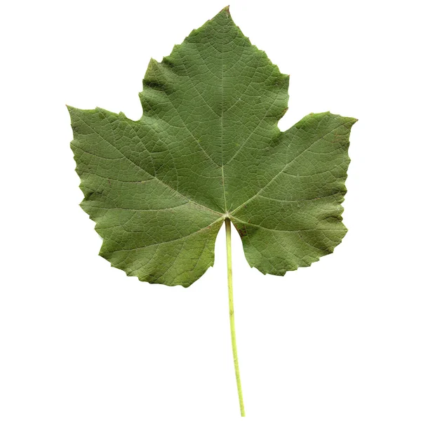 Vitis leaf — Stock Photo, Image